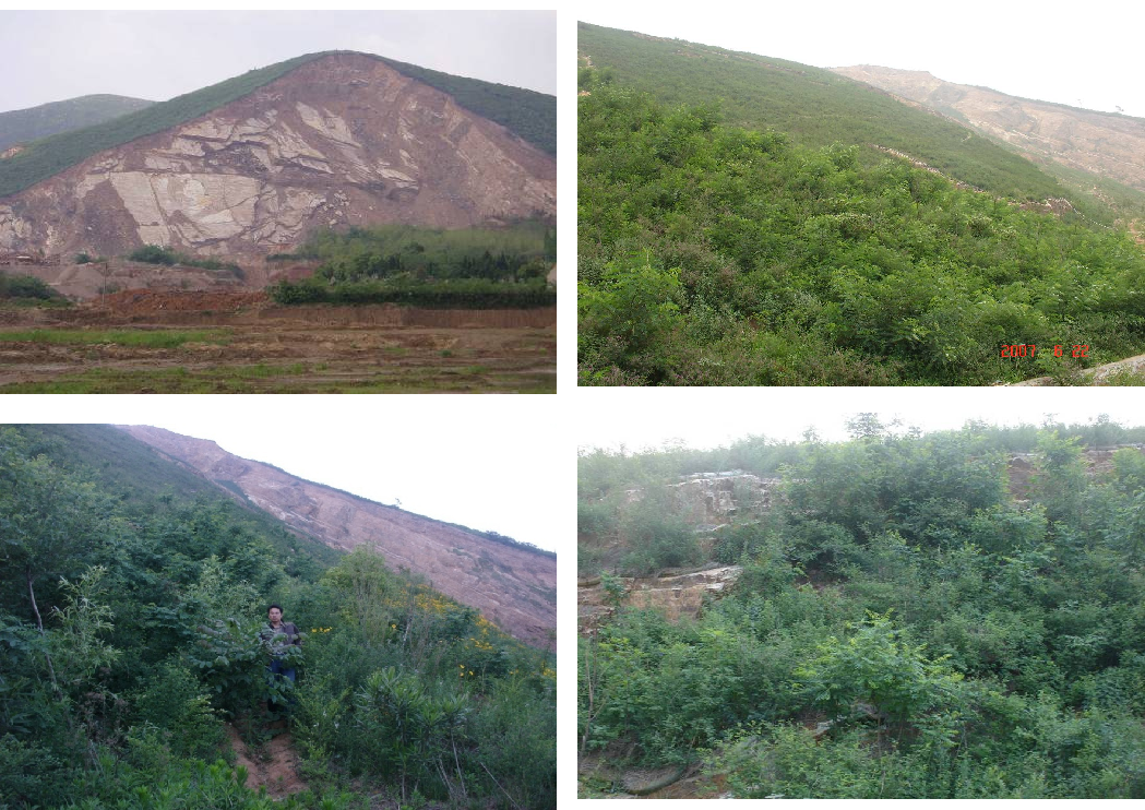江苏江阴市花山硬质板岩边坡绿化工程